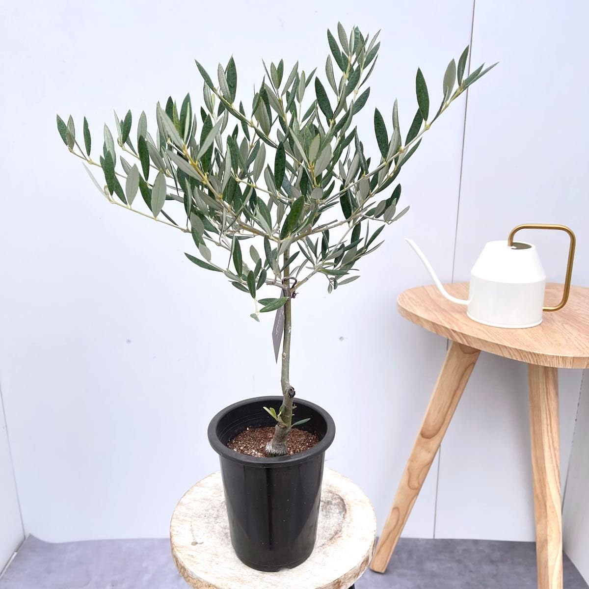 Amazon｜オリーブ ピクアル 3現品観葉植物 庭木 創樹 SOUJU 4号